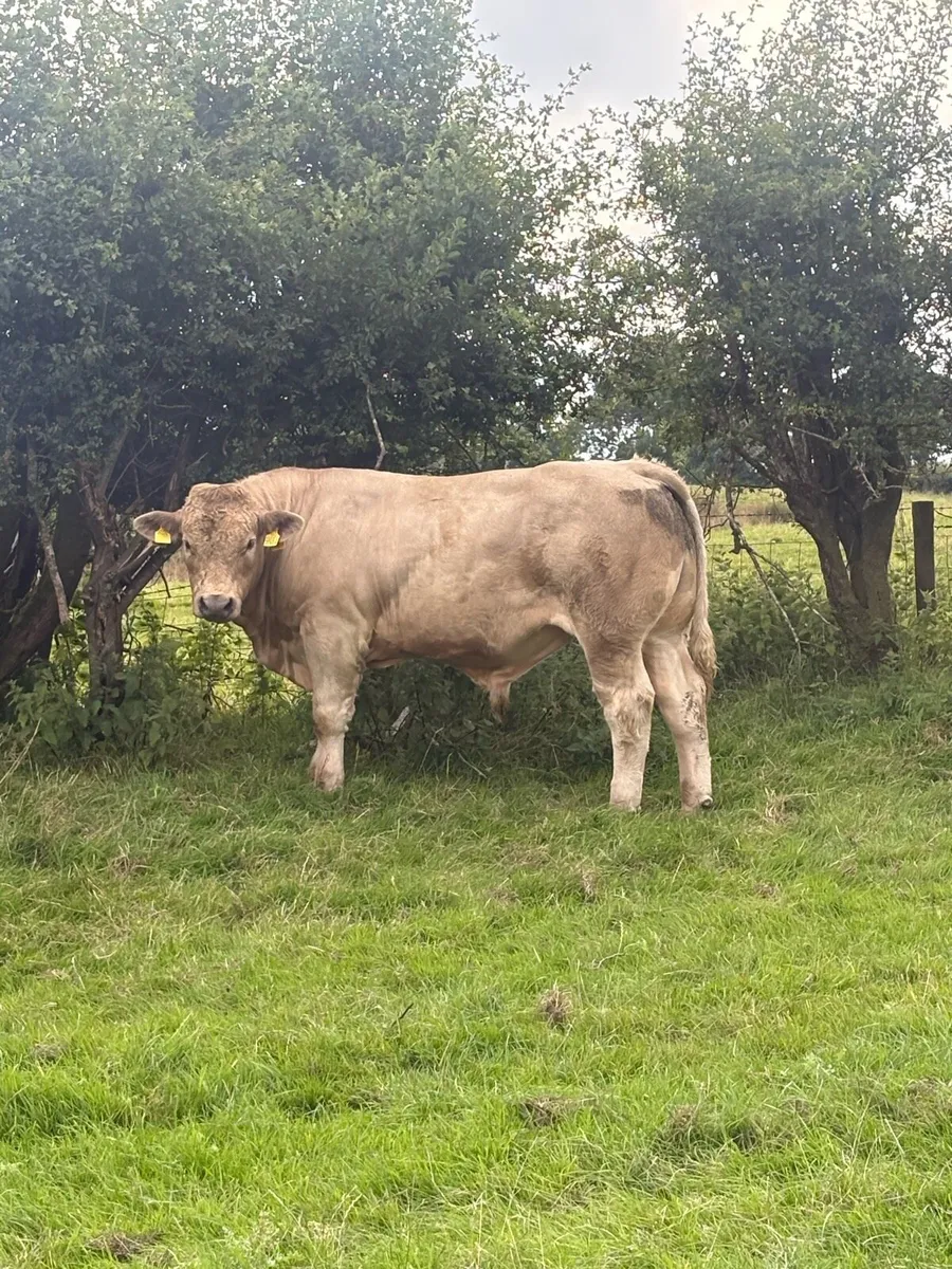 Calves - Image 1