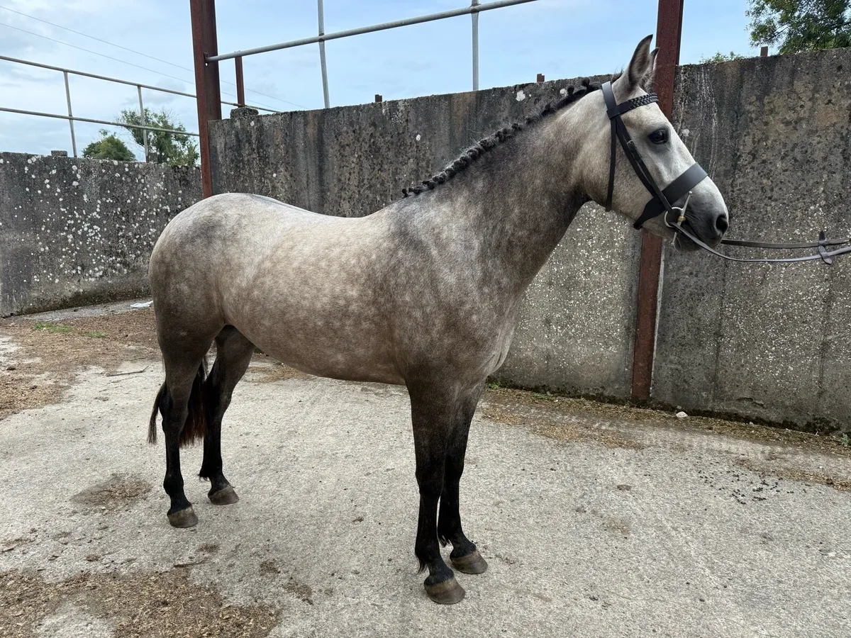 3yo Connemara - Image 1