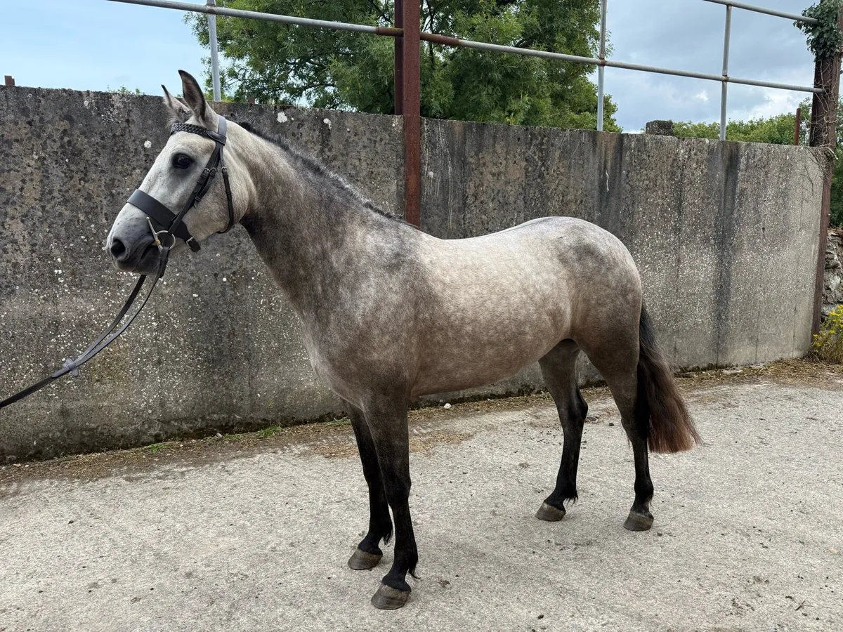 3yo Connemara - Image 2