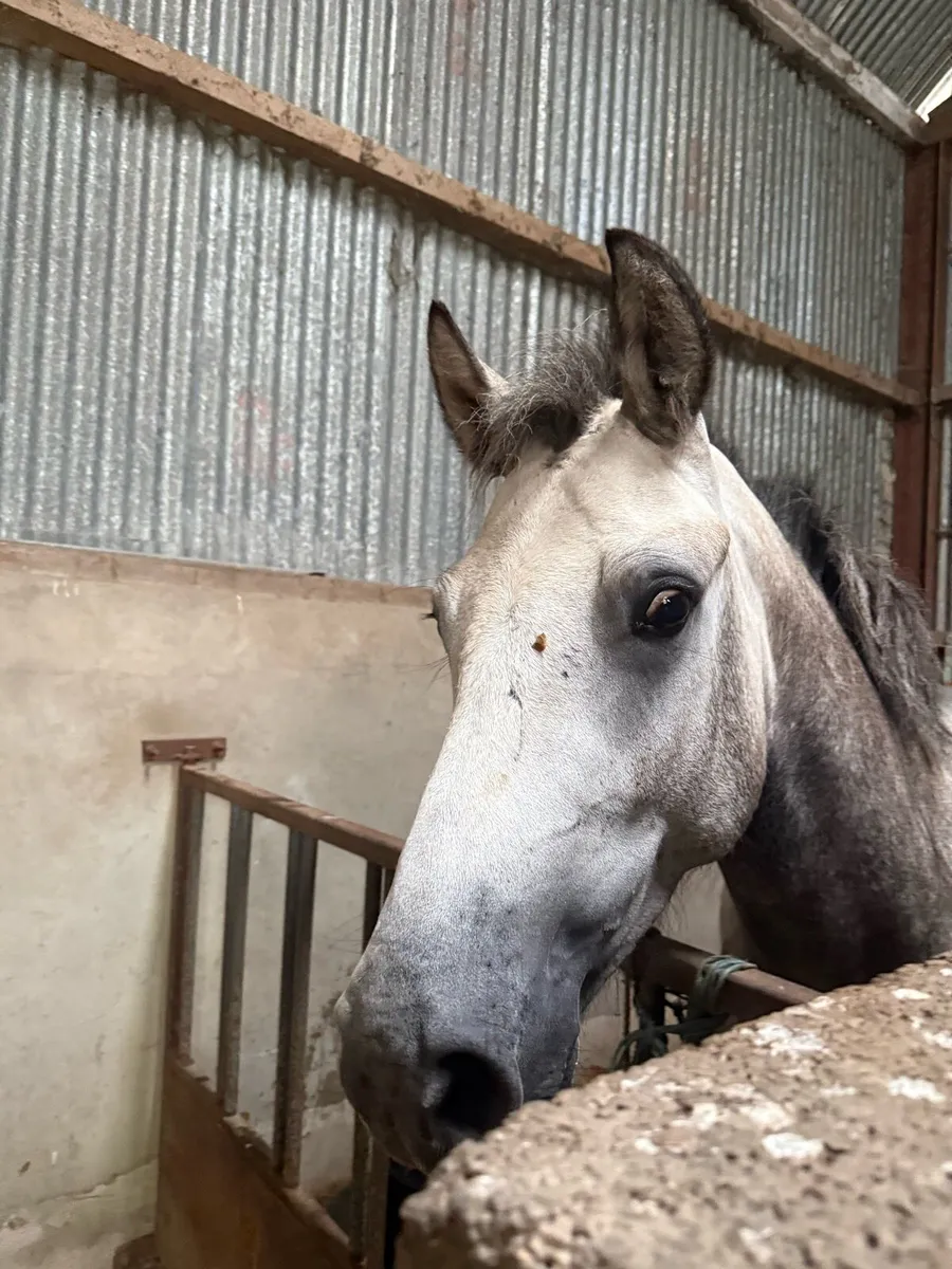 3yo Connemara - Image 3