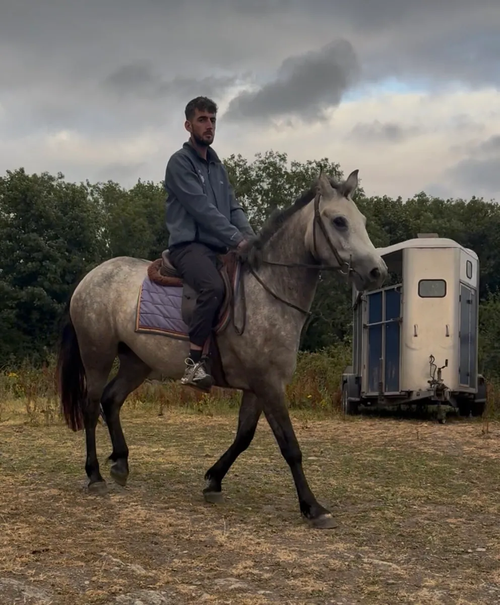 3yo Connemara - Image 4