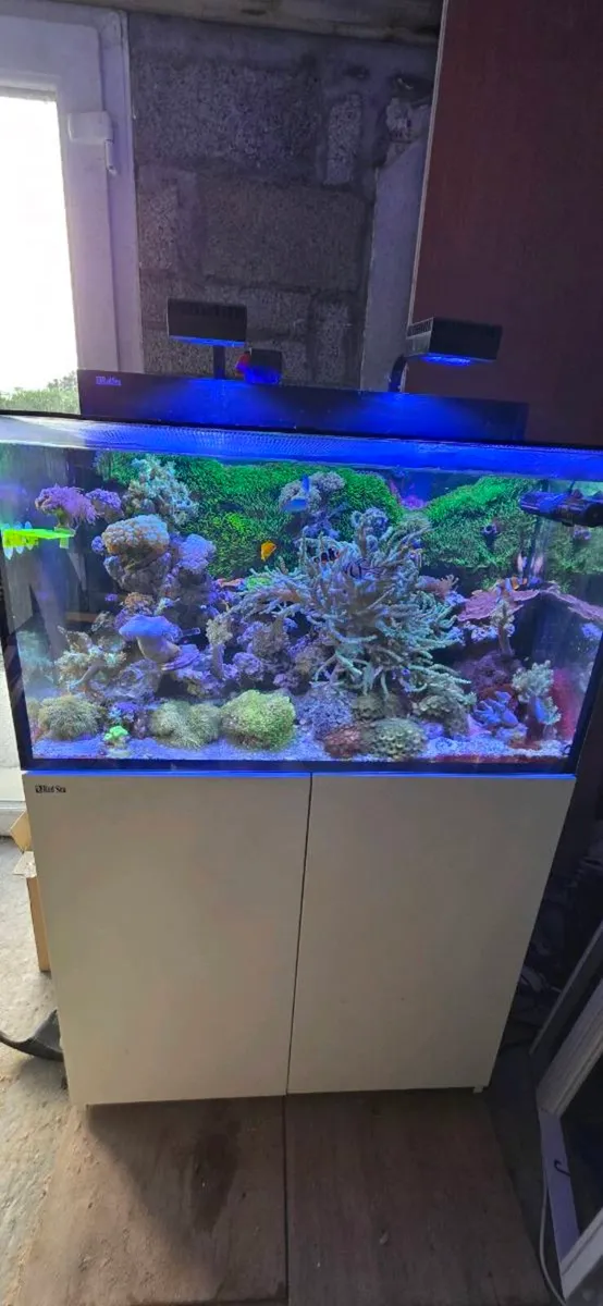 Red sea reefer g2 250