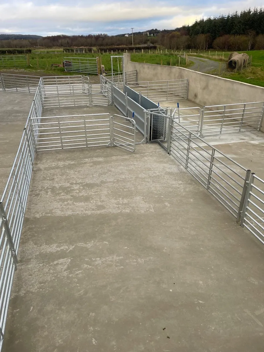 16ft sheep race - Image 4