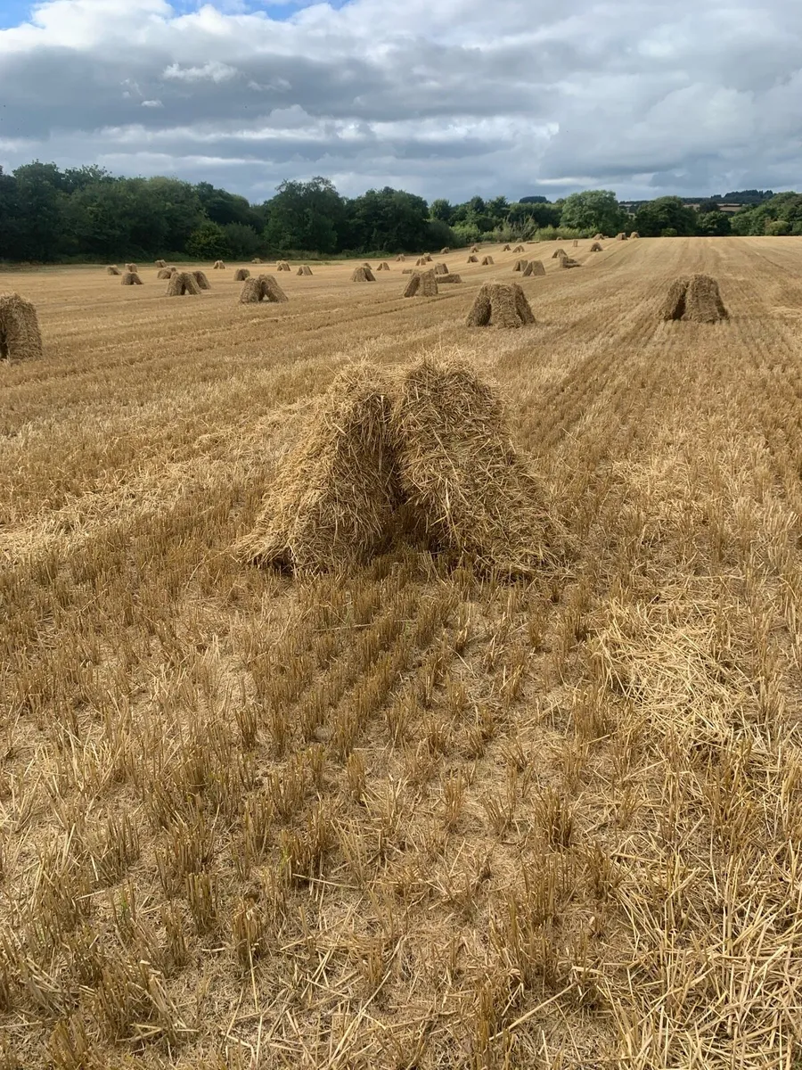 Small square bales of barley straw - Image 1