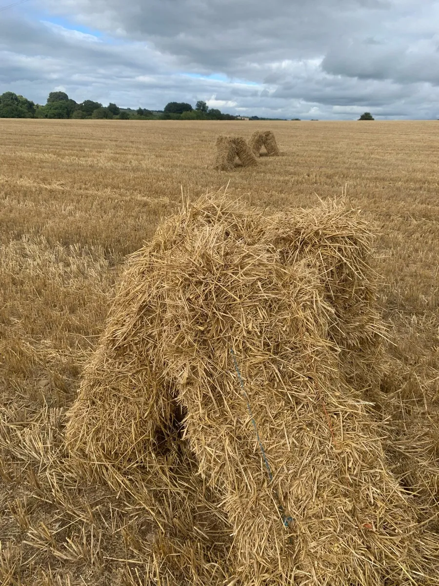 Small square bales of barley straw - Image 2