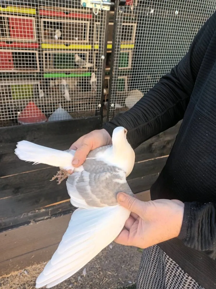 Rare colored homming pigeons - Image 1