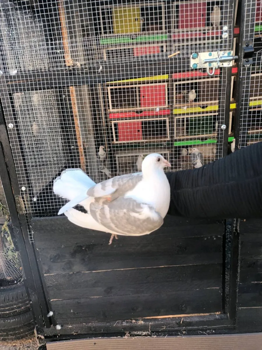 Rare colored homming pigeons - Image 2