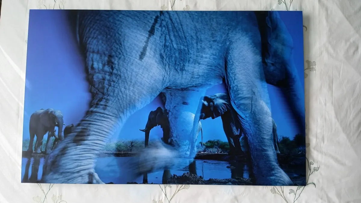 Fine Art Award Winning Wildlife Print - Image 2