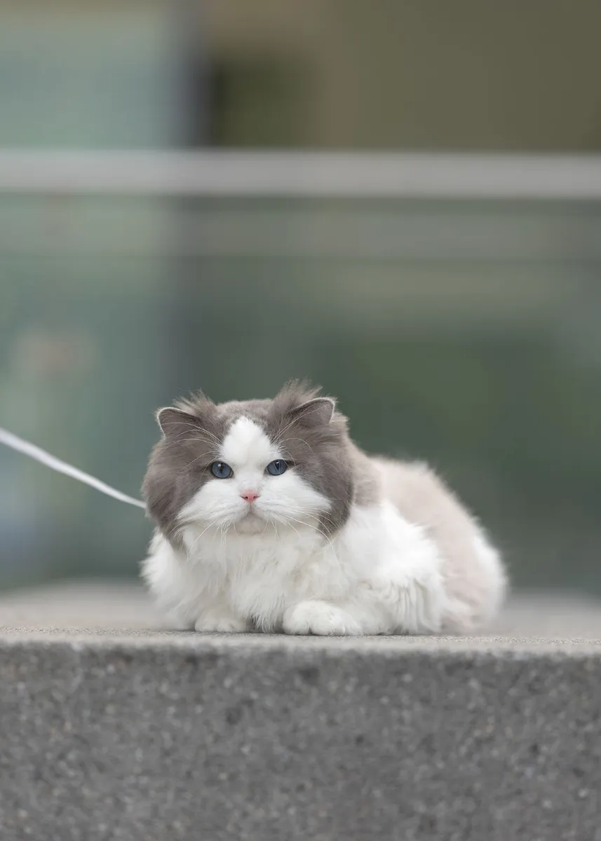 Purebred Ragdoll - Image 1