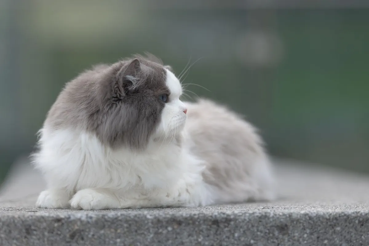 Purebred Ragdoll - Image 2