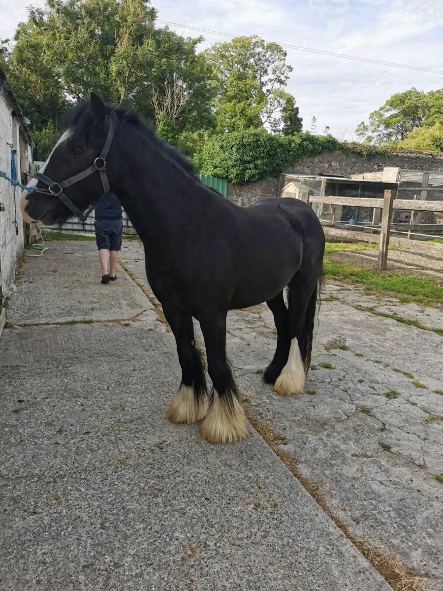 Mare 4yr old - Image 1