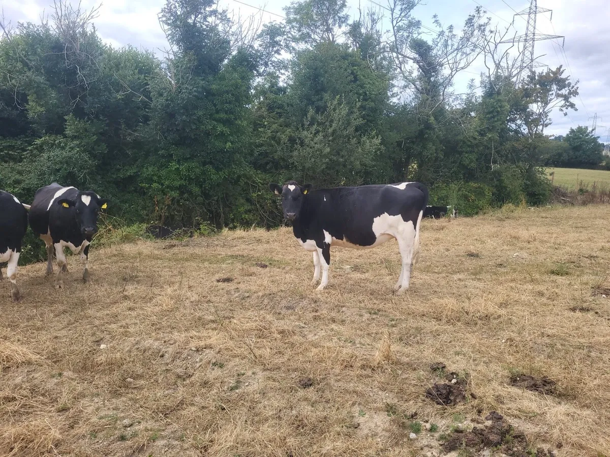 Autumn calving heifers - Image 2