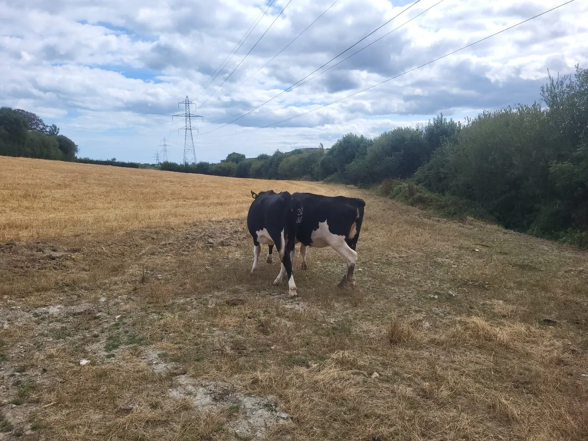 Autumn calving heifers - Image 3