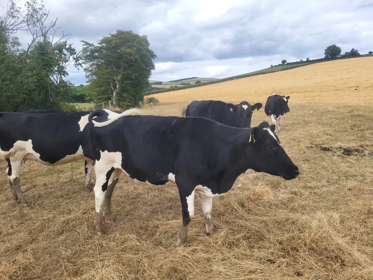 Autumn calving heifers - Image 4