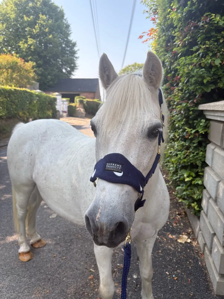Bomb proof pony - Image 2