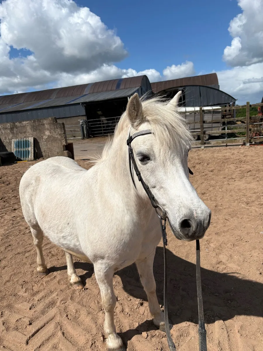 Bomb proof pony - Image 4