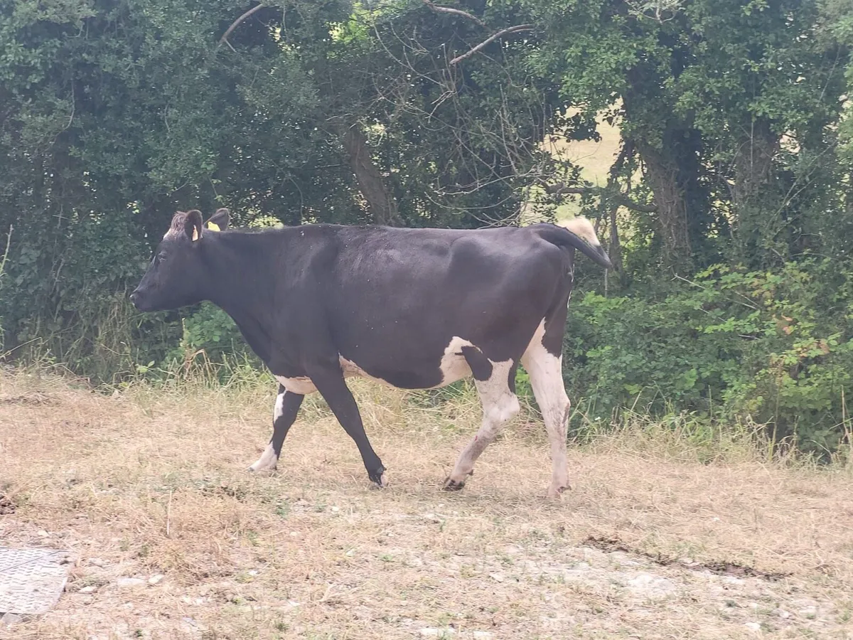 Autumn calving heifers - Image 1