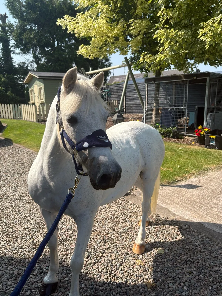 Bomb proof pony - Image 1