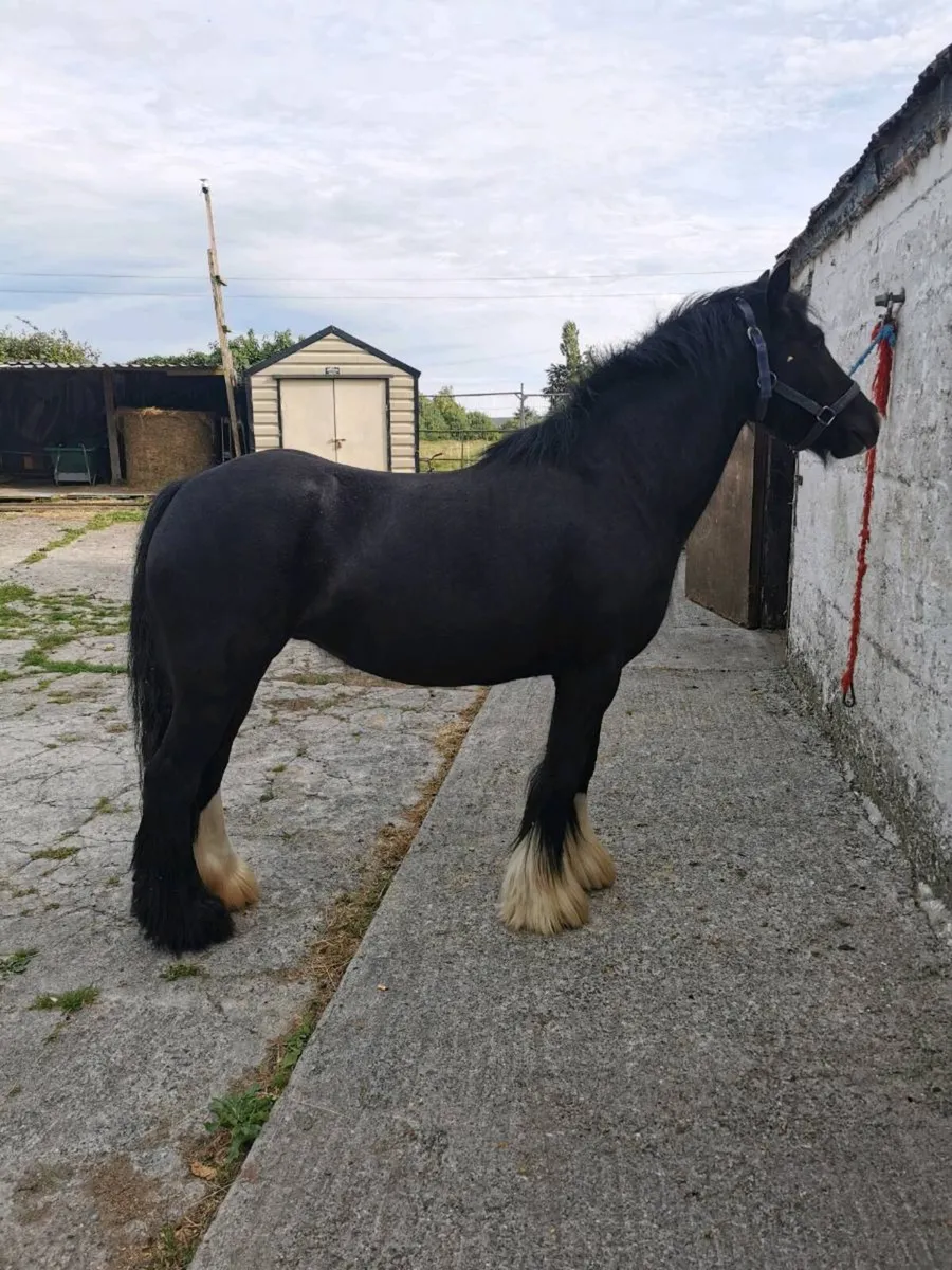 Mare 4yr old - Image 2