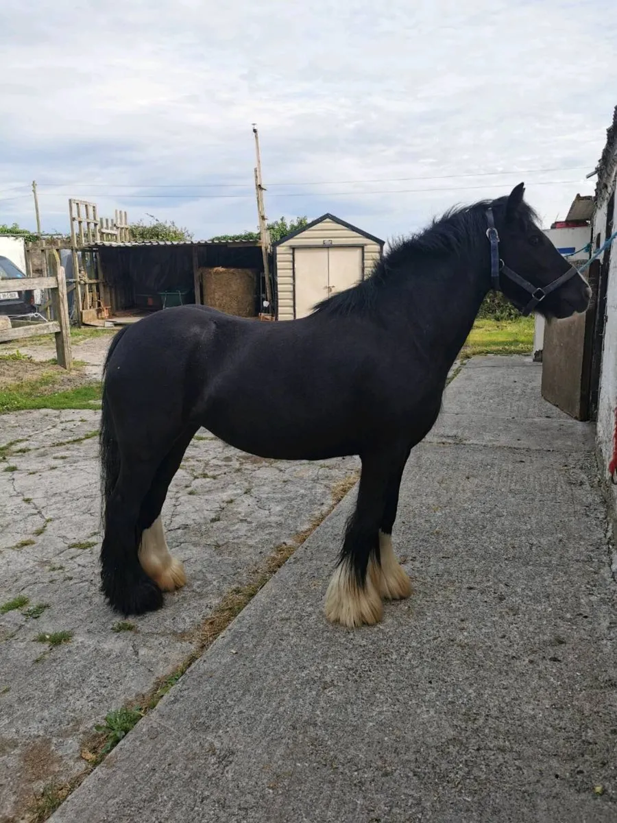 Mare 4yr old - Image 3