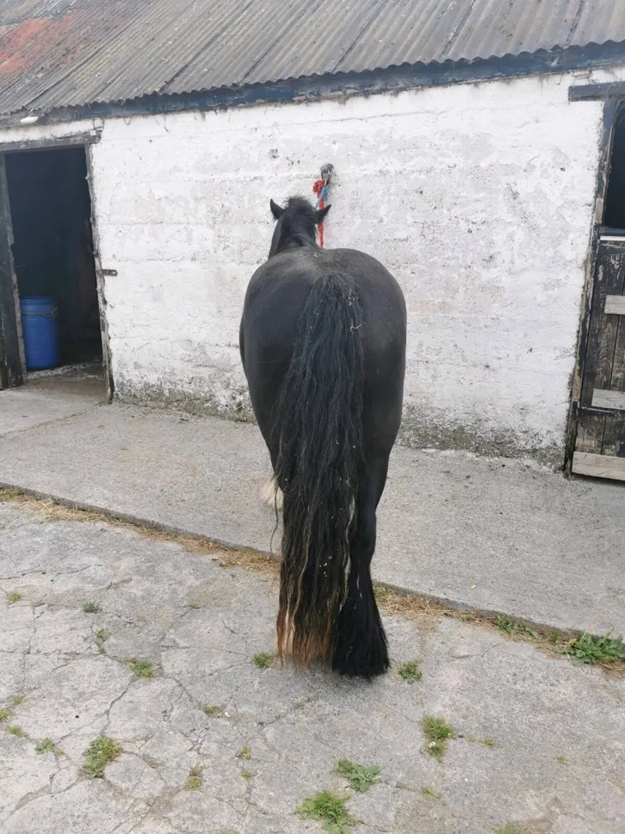 Mare 4yr old - Image 4
