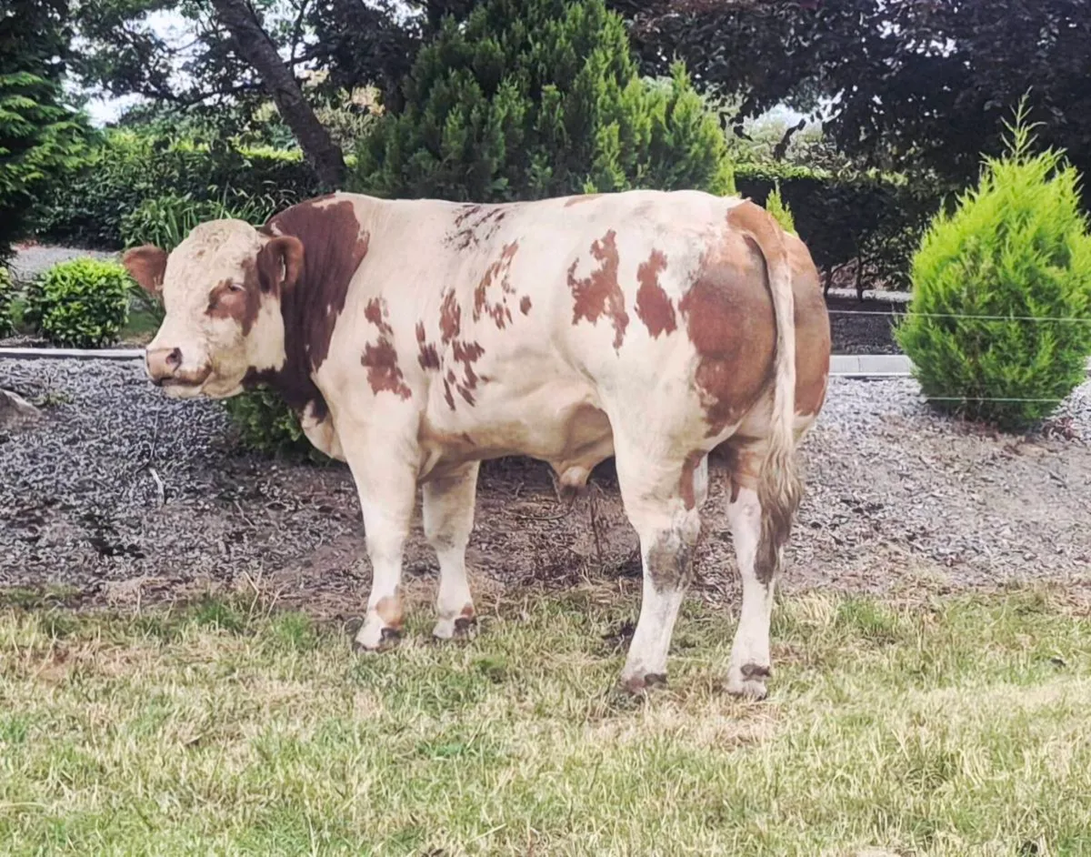 Belgian Blue bull - Image 2