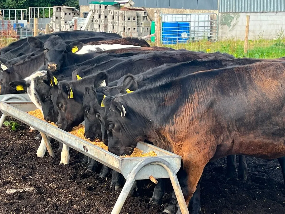 Heifer Weanlings for sale - Image 3