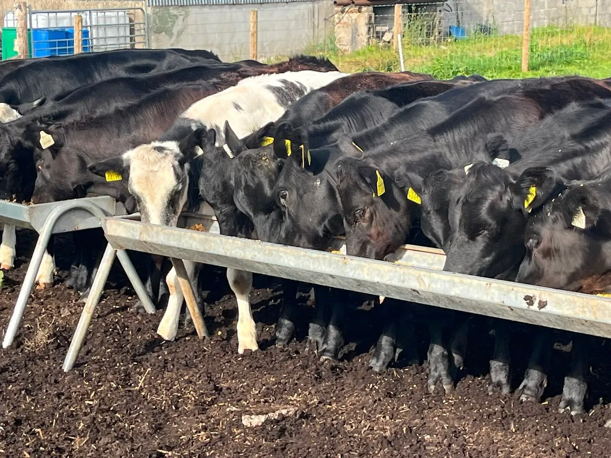 Heifer Weanlings for sale - Image 4
