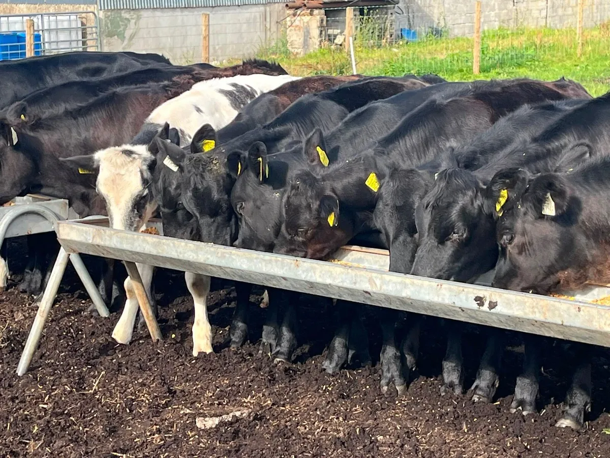 Heifer Weanlings for sale - Image 2
