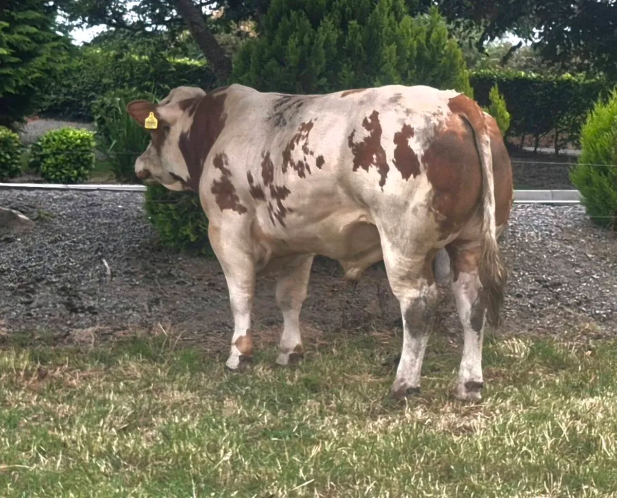 Belgian Blue bull - Image 1