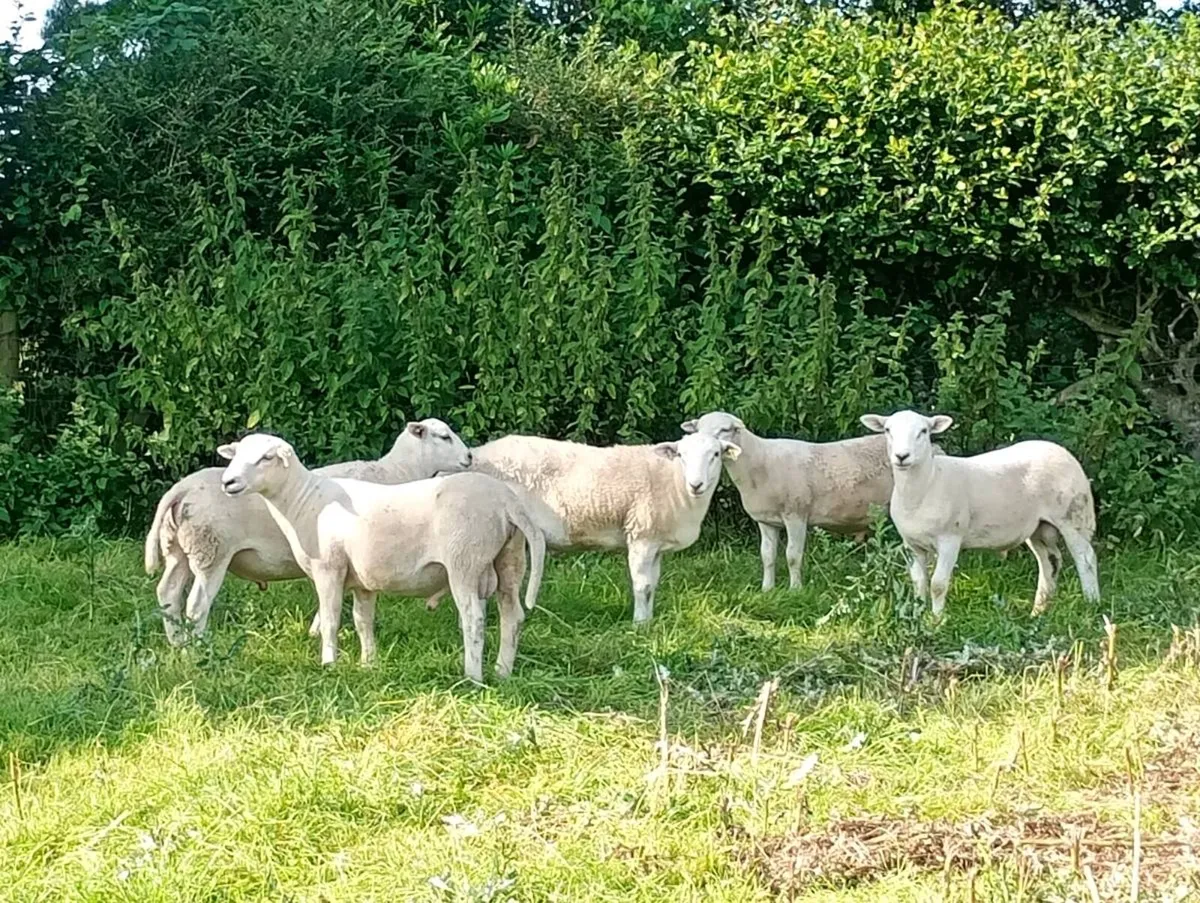 Easycare Ram Lambs - Image 1