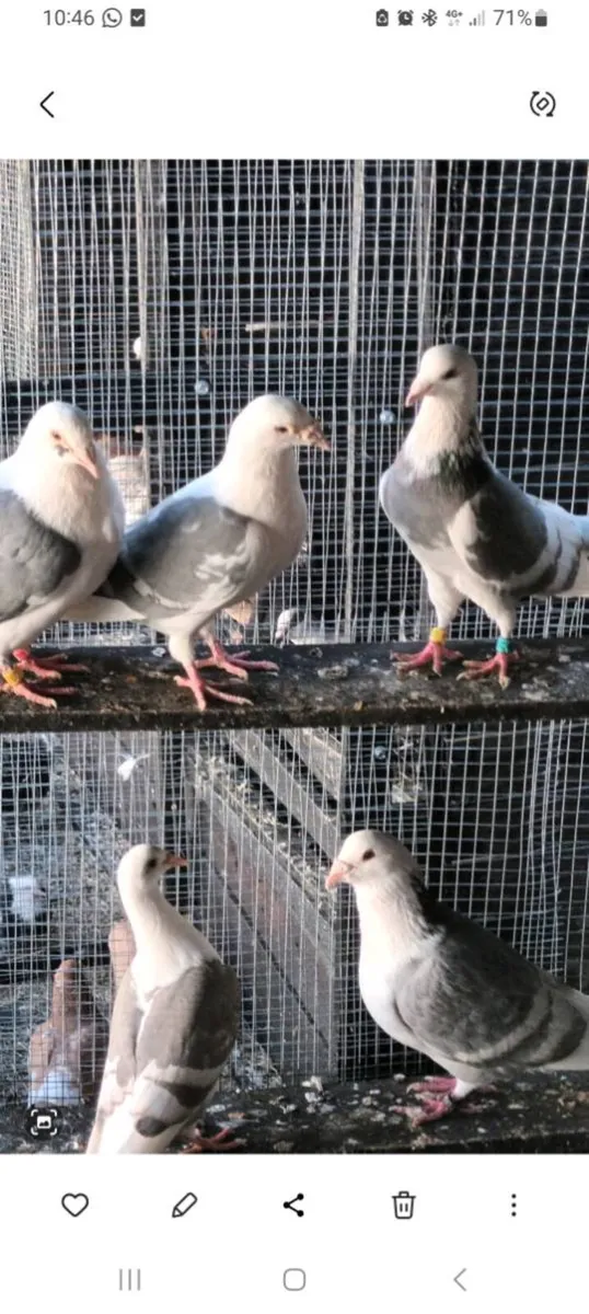 Rare colored homming pigeons - Image 3