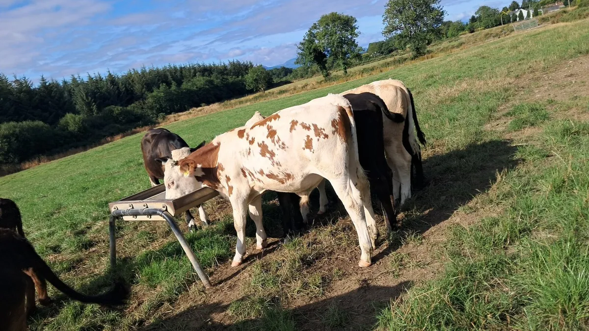 15 simmental and Angus weanlings bulls and Heifers - Image 4