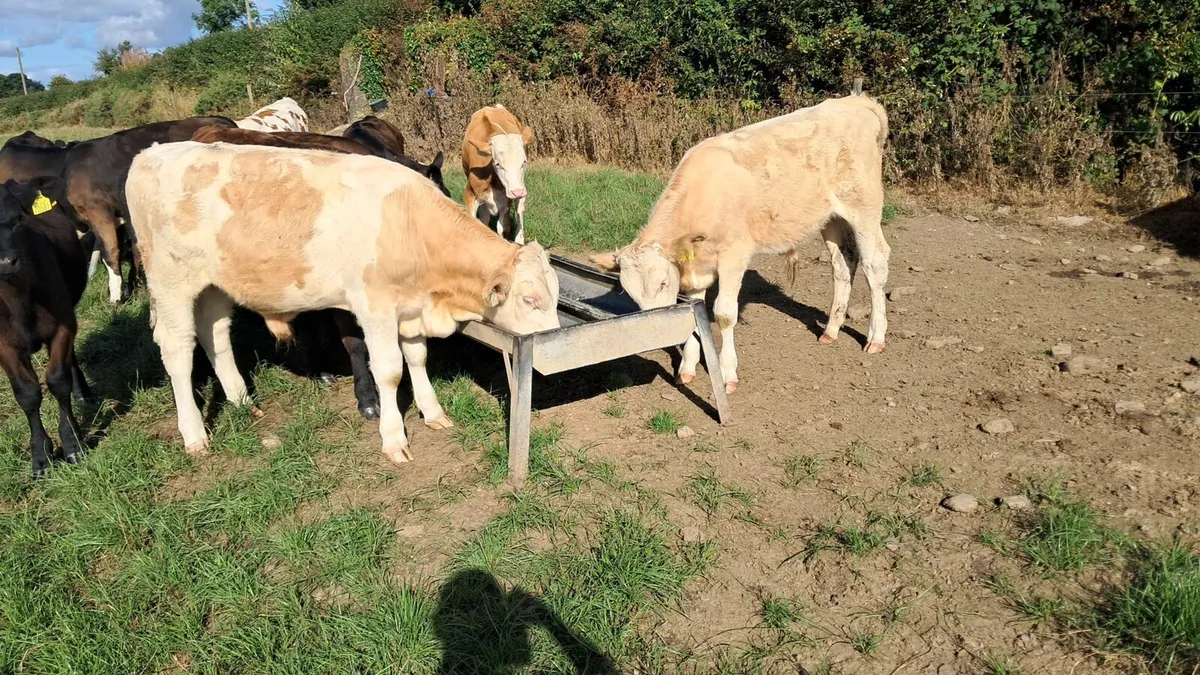15 simmental and Angus weanlings bulls and Heifers - Image 2