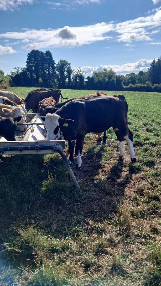 15 simmental and Angus weanlings bulls and Heifers - Image 3