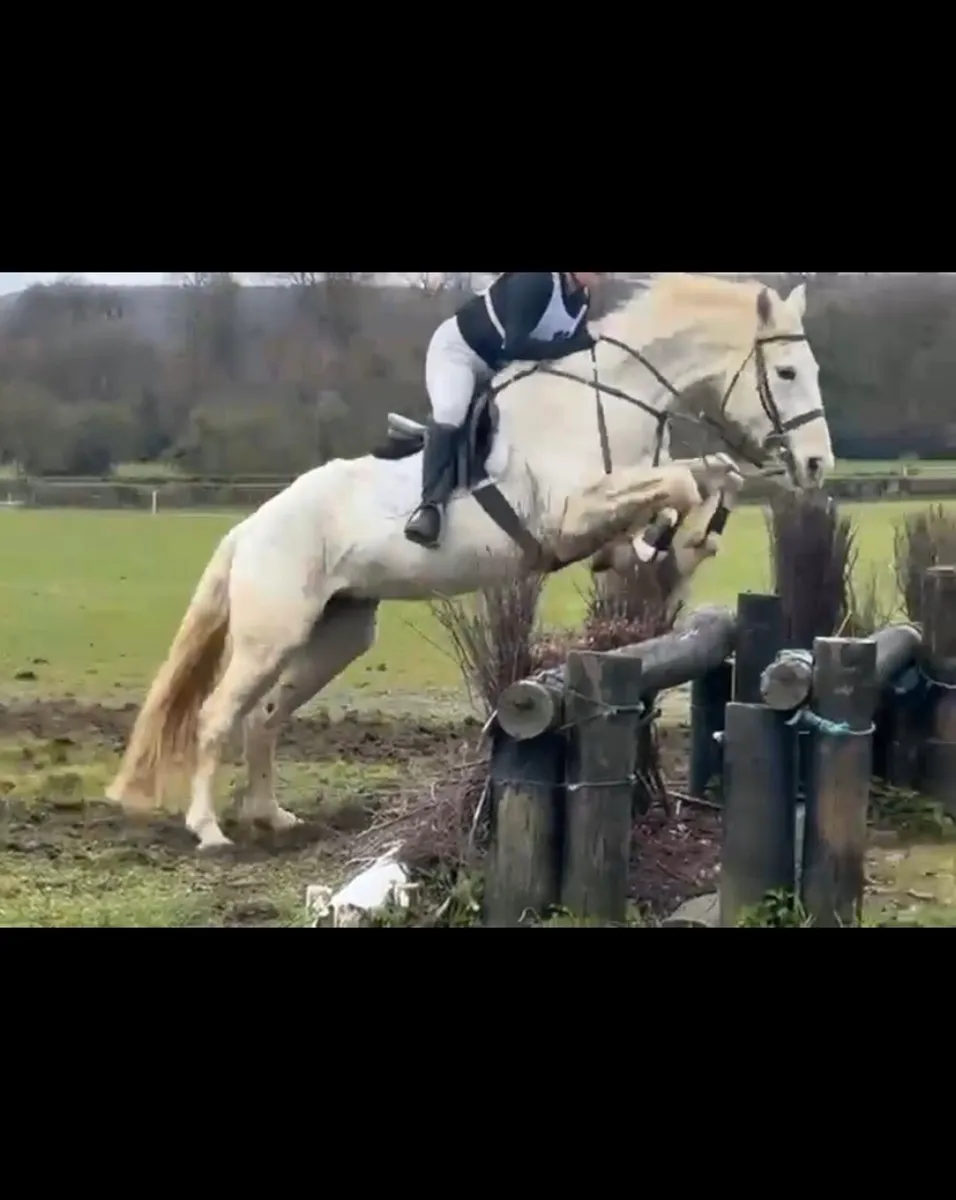 Class 1 competition ID mare - Image 2