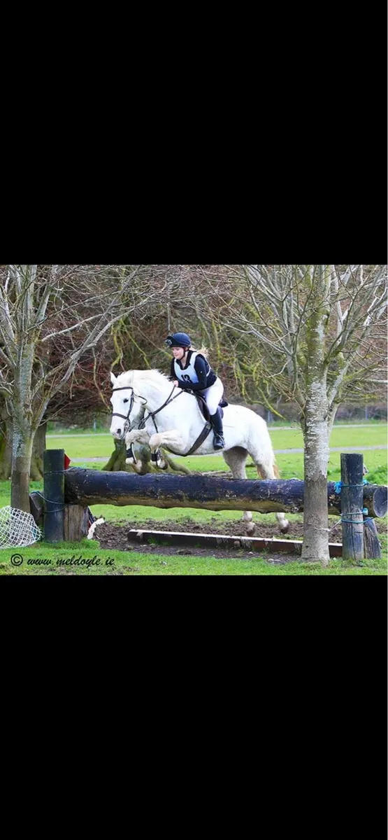 Class 1 competition ID mare - Image 1