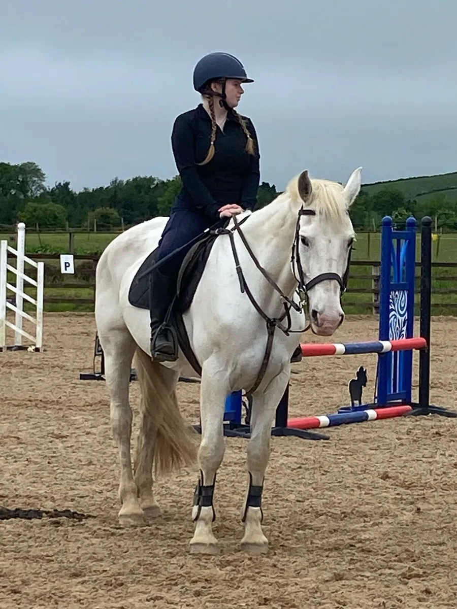 Class 1 competition ID mare - Image 3