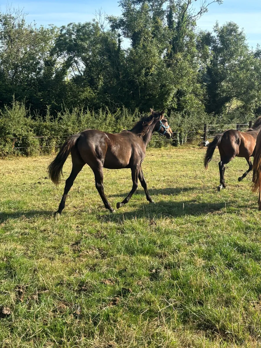 Yearling Thoroughbred Filly