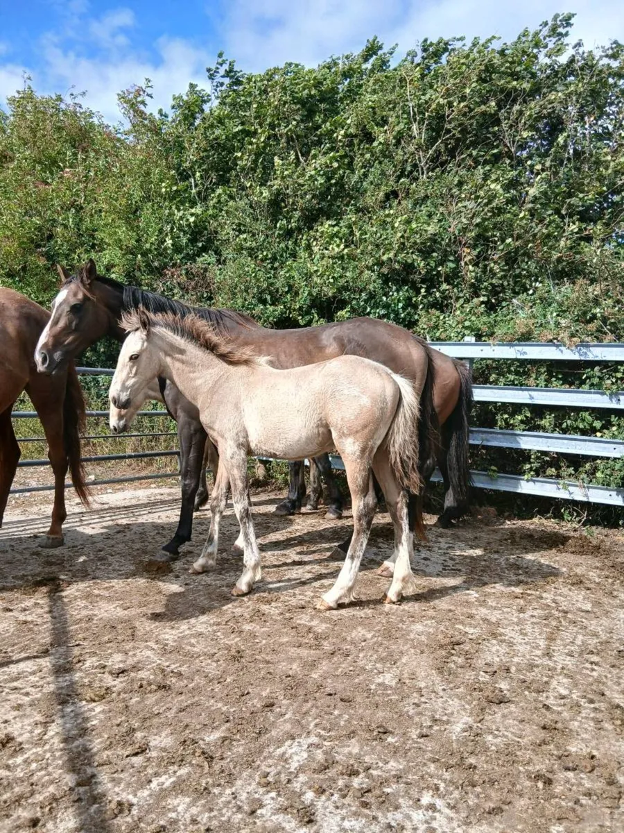 Foals - Image 2