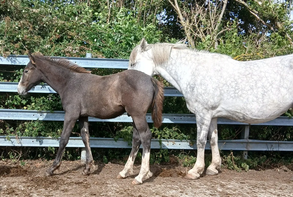 Foals - Image 3