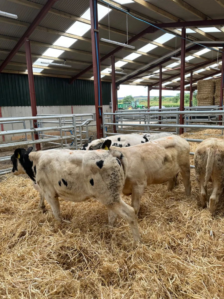 Blue heifers - Image 4