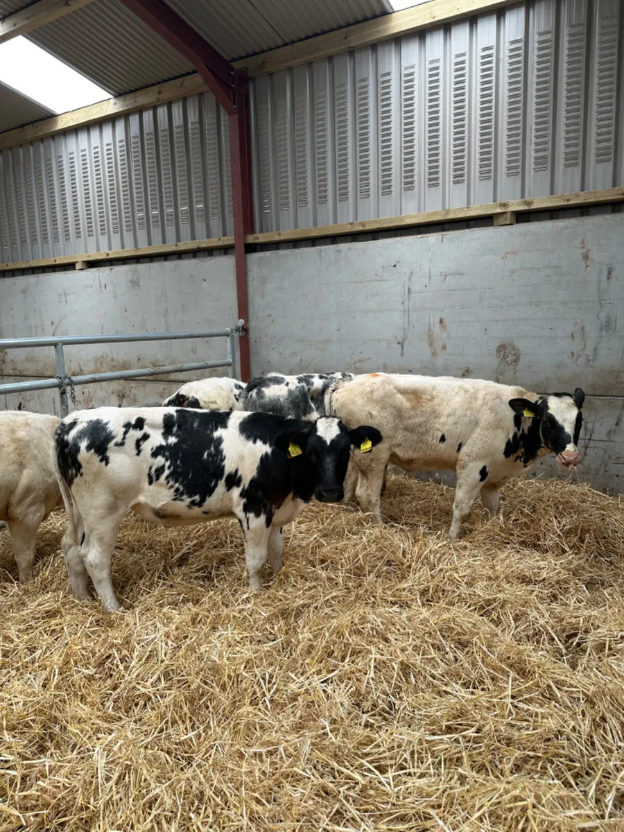 Blue heifers - Image 1