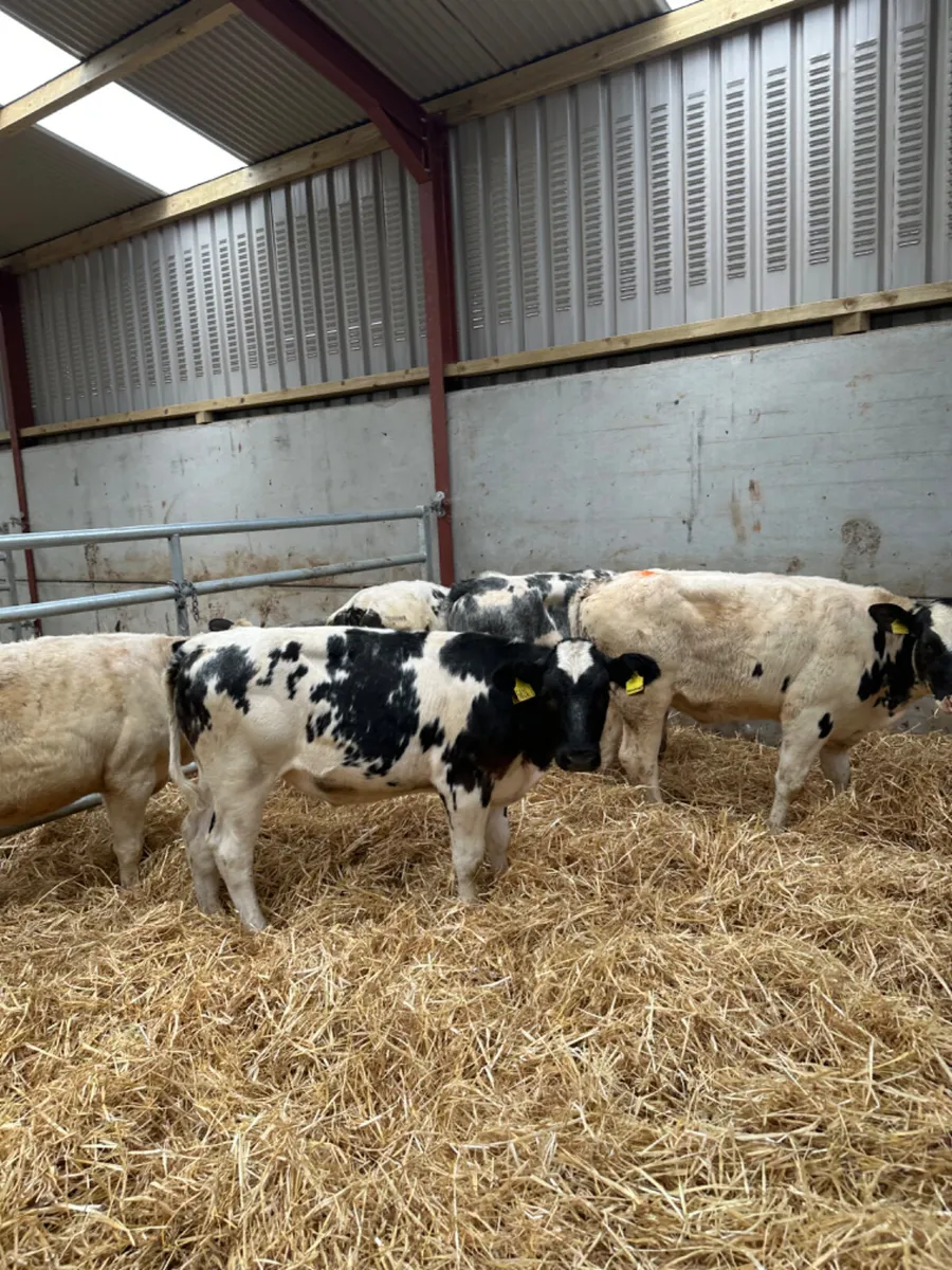 Blue heifers - Image 2