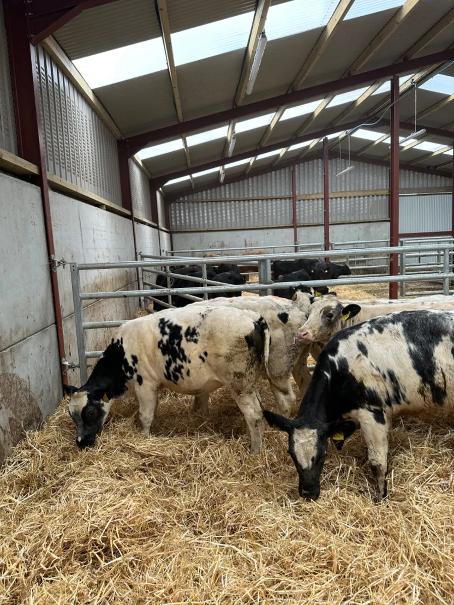 Blue heifers - Image 3