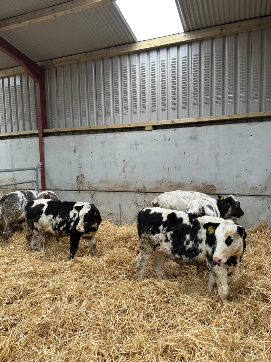 Blue heifers - Image 3