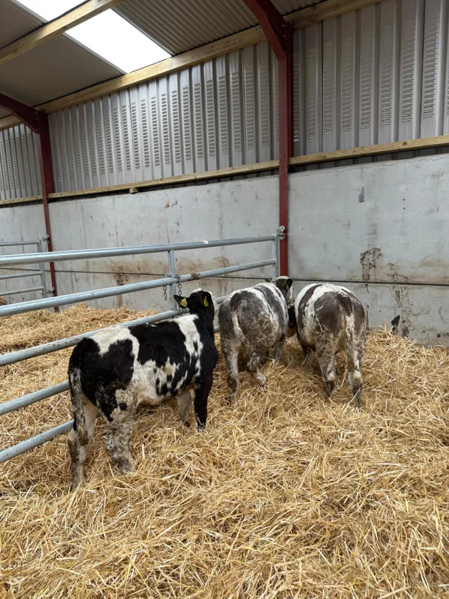 Blue heifers - Image 4