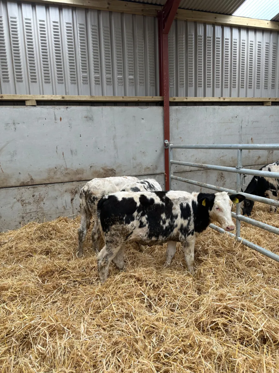 Blue heifers - Image 2