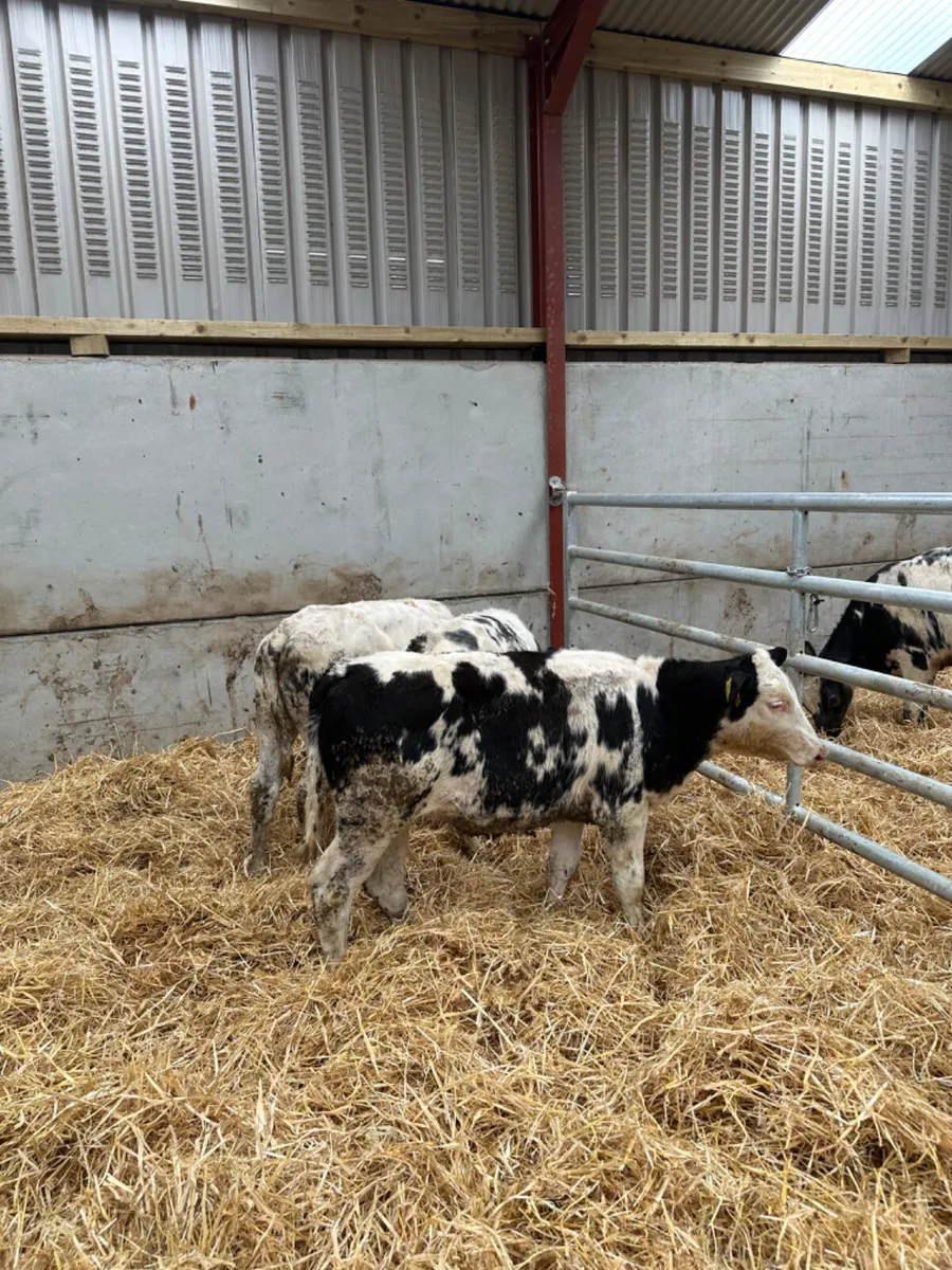Blue heifers - Image 1