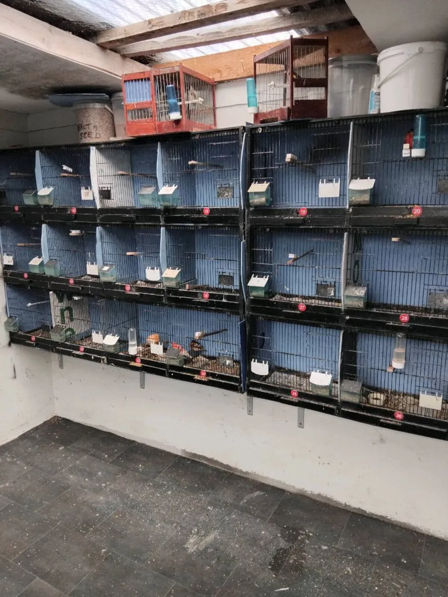 Breeding cages and birds - Image 3
